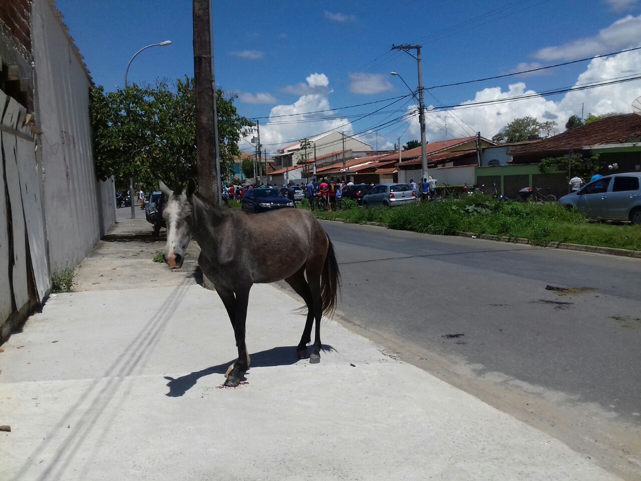cavalo1