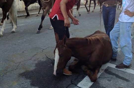 😆 Já viu um cavalo sorrindo?! - Agropecuária Querência