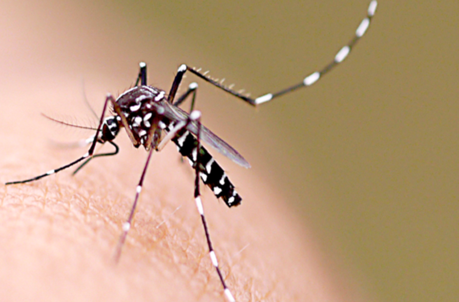 Angesichts des Infektionsgrades unterstreicht Guaratinguetá die Notwendigkeit, Denguefieber zu bekämpfen