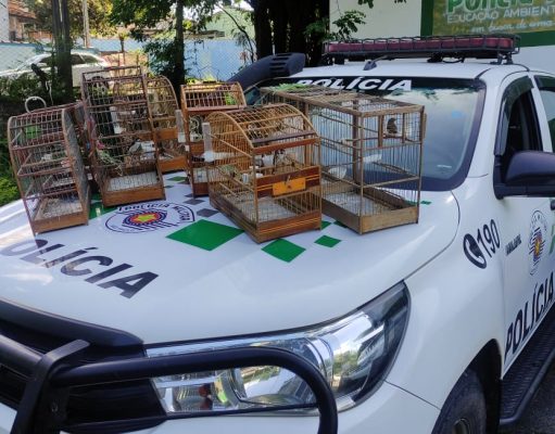 Aves que estavam na varanda de residência são apreendidas em Potim