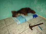 Guaratinguetá Tem Canal Para Denúncias De Maus-Tratos A Animais – Veja