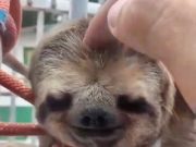 Bicho-preguiça é resgatado em área rural da rodovia que liga Guaratinguetá a Cunha