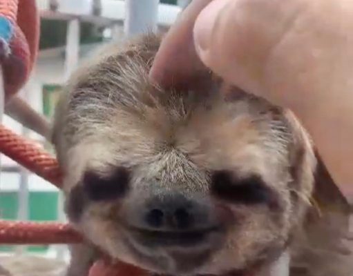 Bicho-preguiça é resgatado em área rural da rodovia que liga Guaratinguetá a Cunha