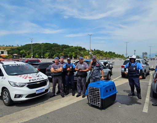 Cães presos em carro com alta temperatura são socorridos no pátio da Basílica em Aparecida