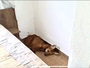 Lobo-guará debilitado é resgatado no interior de residência em Cunha