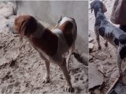 Homem é preso por maus-tratos a animais domésticos na cidade de Potim/SP