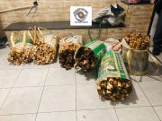 Três homens são presos por extrair ilegalmente 500 kg de palmito em Potim