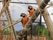 Refúgio das aves do Parque Três Pescadores em Aparecida acolhe animais resgatados de maus-tratos e tráfico