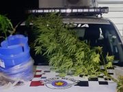 Homem é preso em flagrante com plantação de maconha em Cunha