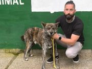 Equipe de Atendimento da CCR resgata cachorro na Via Dutra