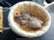 Dupla é abordada transportando filhotes de aves em situação de maus-tratos em Guaratinguetá