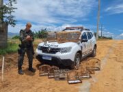 Onze aves silvestres são resgatadas em Guaratinguetá