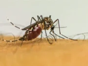 São Paulo decreta emergência em saúde pública por causa da dengue