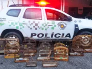 Polícia Militar Ambiental resgata 13 aves silvestres em Guaratinguetá