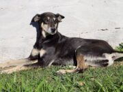 Se você deseja dar um lar cheio de amor e cuidados para um amigo especial – essa é a sua chance!
