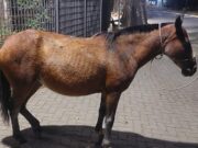 Prefeitura retoma serviço de captura de animais de médio e grande porte em vias públicas de Guaratinguetá