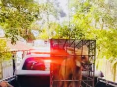 Polícia Ambiental captura lobo-guará em galinheiro no bairro da Rocinha em Guaratinguetá