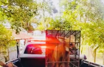 Polícia Ambiental captura lobo-guará em galinheiro no bairro da Rocinha em Guaratinguetá