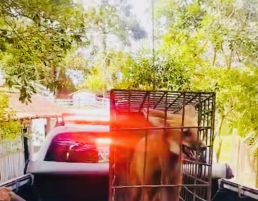 Polícia Ambiental captura lobo-guará em galinheiro no bairro da Rocinha em Guaratinguetá