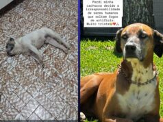 Fogos proibidos por lei provocam mortes e desaparecimento de animais em Guaratinguetá
