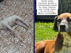 Fogos proibidos por lei provocam mortes e desaparecimento de animais em Guaratinguetá