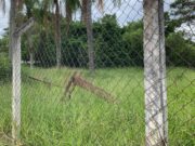 Moradores denunciam abandono e falta de limpeza no Parque Ambiental do Santa Clara