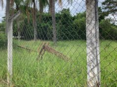 Moradores denunciam abandono e falta de limpeza no Parque Ambiental do Santa Clara