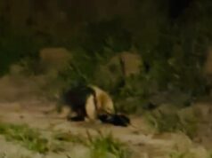 Tamanduá é visto por casal à noite às margens da estrada Plínio Galvão César em Guaratinguetá