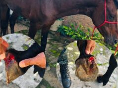 Polícia Militar Ambiental flagra caso de maus-tratos a cavalo na Rodovia Paulo Virgínio em Cunha