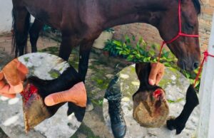 Polícia Militar Ambiental flagra caso de maus-tratos a cavalo na Rodovia Paulo Virgínio em Cunha