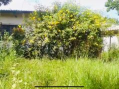 Patrimônio Público Abandonado: Escola Fechada Preocupa Bairro em Guaratinguetá