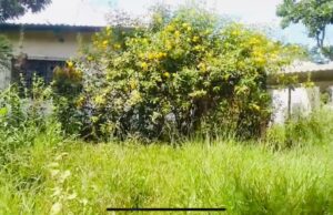 Patrimônio Público Abandonado: Escola Fechada Preocupa Bairro em Guaratinguetá