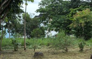 Quem paga para limpar terreno público ganha desconto no IPTU?