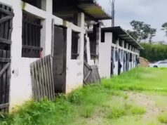 A Decadência da Equoterapia em Guaratinguetá: 50 crianças sem atendimento há quatro meses