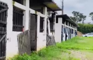 A Decadência da Equoterapia em Guaratinguetá: 50 crianças sem atendimento há quatro meses