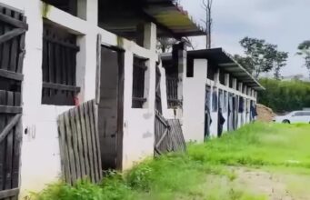 A Decadência da Equoterapia em Guaratinguetá: 50 crianças sem atendimento há quatro meses