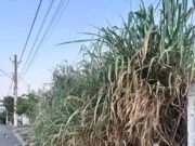 Terreno abandonado vira foco de risco e revolta moradores na Vila Paulista em Guaratinguetá