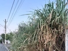 Terreno abandonado vira foco de risco e revolta moradores na Vila Paulista em Guaratinguetá