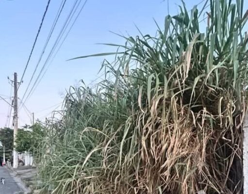 Terreno abandonado vira foco de risco e revolta moradores na Vila Paulista em Guaratinguetá