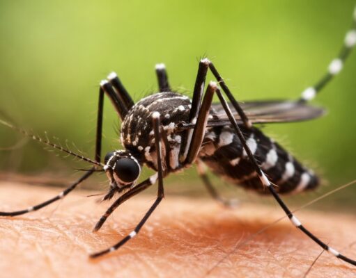 Óbito por febre amarela em Cunha e dois casos em Cruzeiro expõem avanço da doença no Vale do Paraíba
