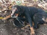 Homem é autuado em R$ 90 mil por maus-tratos a animais em Guaratinguetá