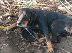 Homem é autuado em R$ 90 mil por maus-tratos a animais em Guaratinguetá