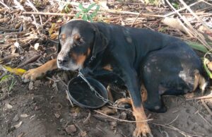 Homem é autuado em R$ 90 mil por maus-tratos a animais em Guaratinguetá