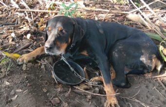 Homem é autuado em R$ 90 mil por maus-tratos a animais em Guaratinguetá