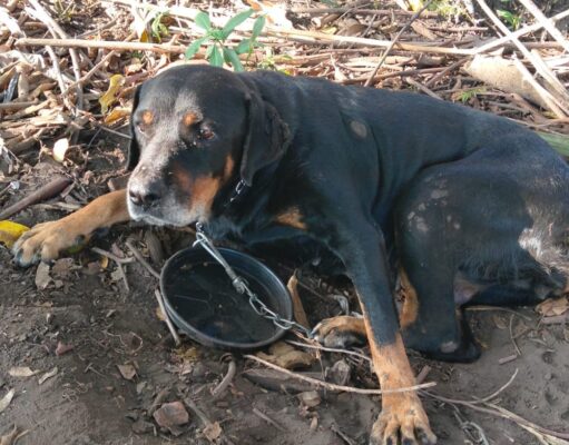 Homem é autuado em R$ 90 mil por maus-tratos a animais em Guaratinguetá