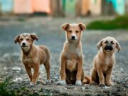ATENÇÃO, TUTORES! Guaratinguetá abre novo Mutirão de Castração Gratuita para cães e gatos