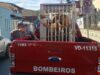 Lobo-guará é resgatado pelo Corpo de Bombeiros dentro da UNISAL em Lorena