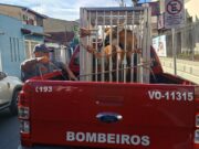 Lobo-guará é resgatado pelo Corpo de Bombeiros dentro da UNISAL em Lorena