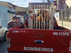 Lobo-guará é resgatado pelo Corpo de Bombeiros dentro da UNISAL em Lorena