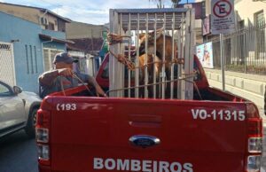 Lobo-guará é resgatado pelo Corpo de Bombeiros dentro da UNISAL em Lorena